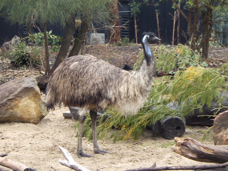 タロンガ動物園