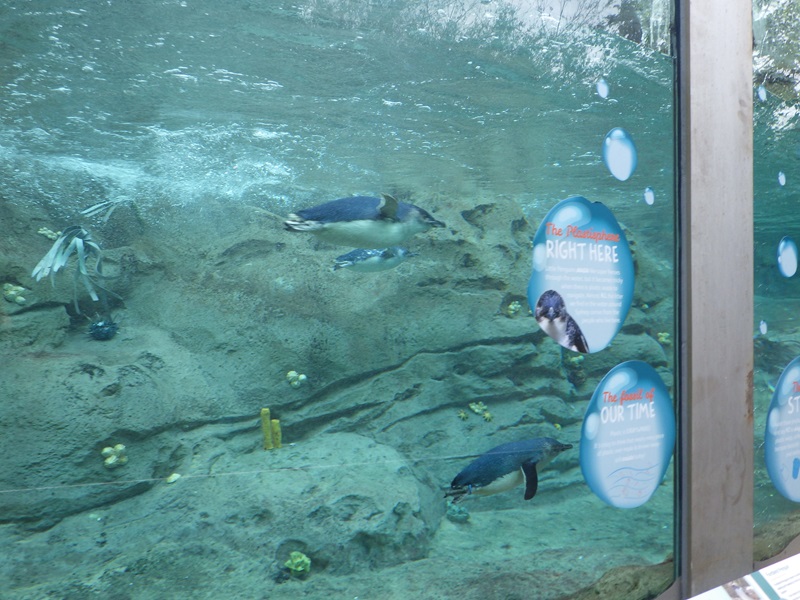 タロンガ動物園